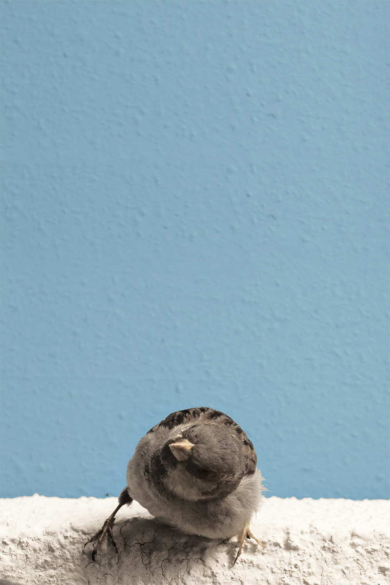 common house sparrow