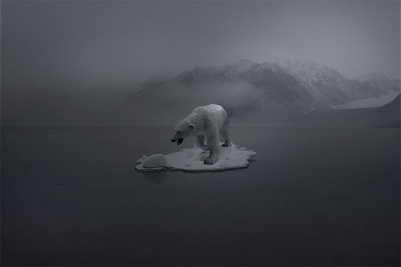 some kind of expedition, zhao renhui, polar bear, global warming, ice bear