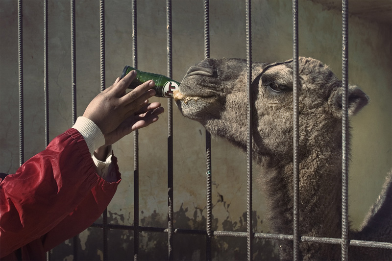 coke drinking camel, tunisia, zhao renhui