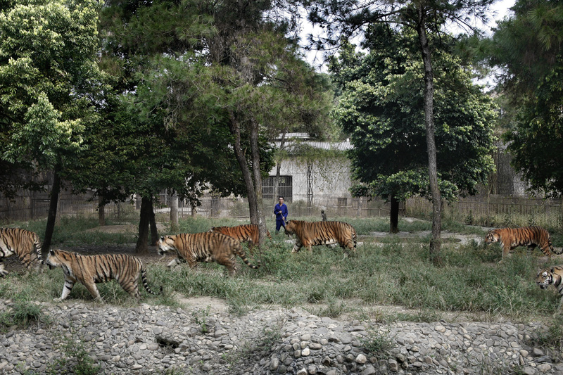 tiger farms, expedition, zhao renhui, tiger, man,