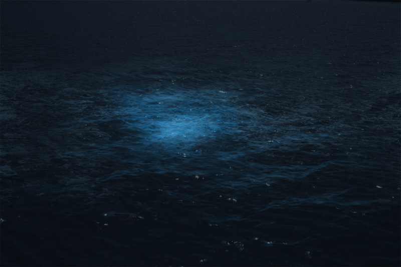 Firefly Squid surfacing off Toyama Bay, The Blue Seas. Japan. 1958.