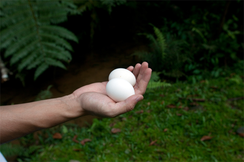 miracle fish in eggs