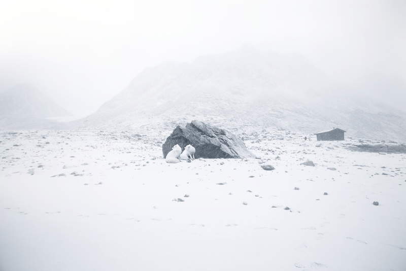 Glacier Study Group, Global Warming, Activists, Polar Bears, Ice Caps, Ice Floe, Arctic Circle, The North Pole, Expedition, Zhao Renhui, Institute of Critical Zoologists