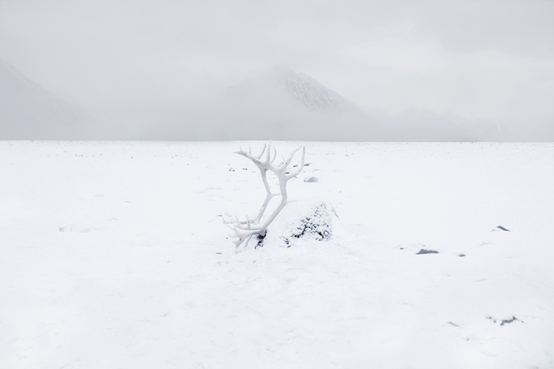Glacier Study Group, Global Warming, Activists, Polar Bears, Ice Caps, Ice Floe, Arctic Circle, The North Pole, Expedition, Zhao Renhui, Institute of Critical Zoologists