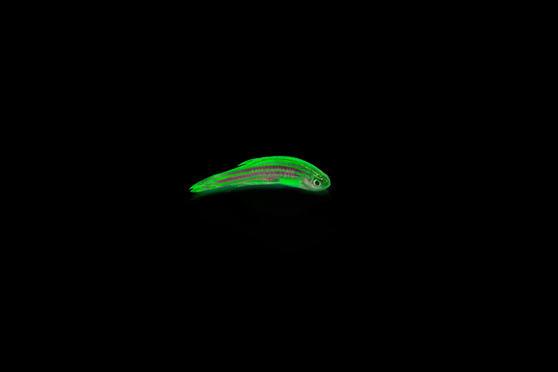 Fluorescent zebrafish 