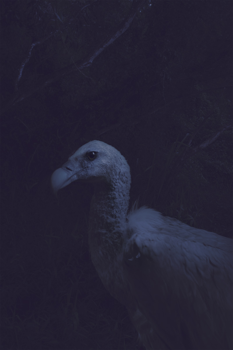 Migrant Vulture from India, Singapore, Zhao Renhui