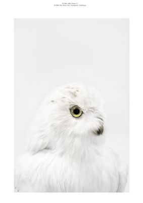 Snowy Owl