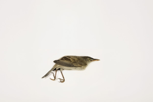 Tomaya's Flowerpecker, Revival Stage of Acusis, 2008 