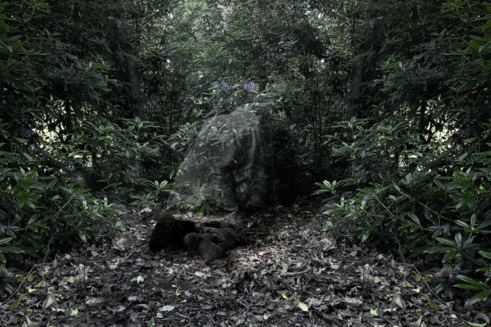 Taiheiyo Evergreen Forests