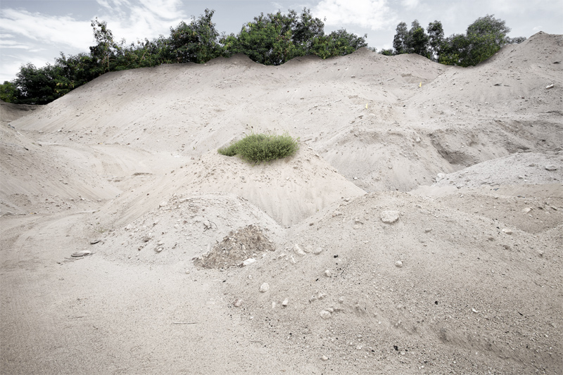 Madura Forest and Dune stars