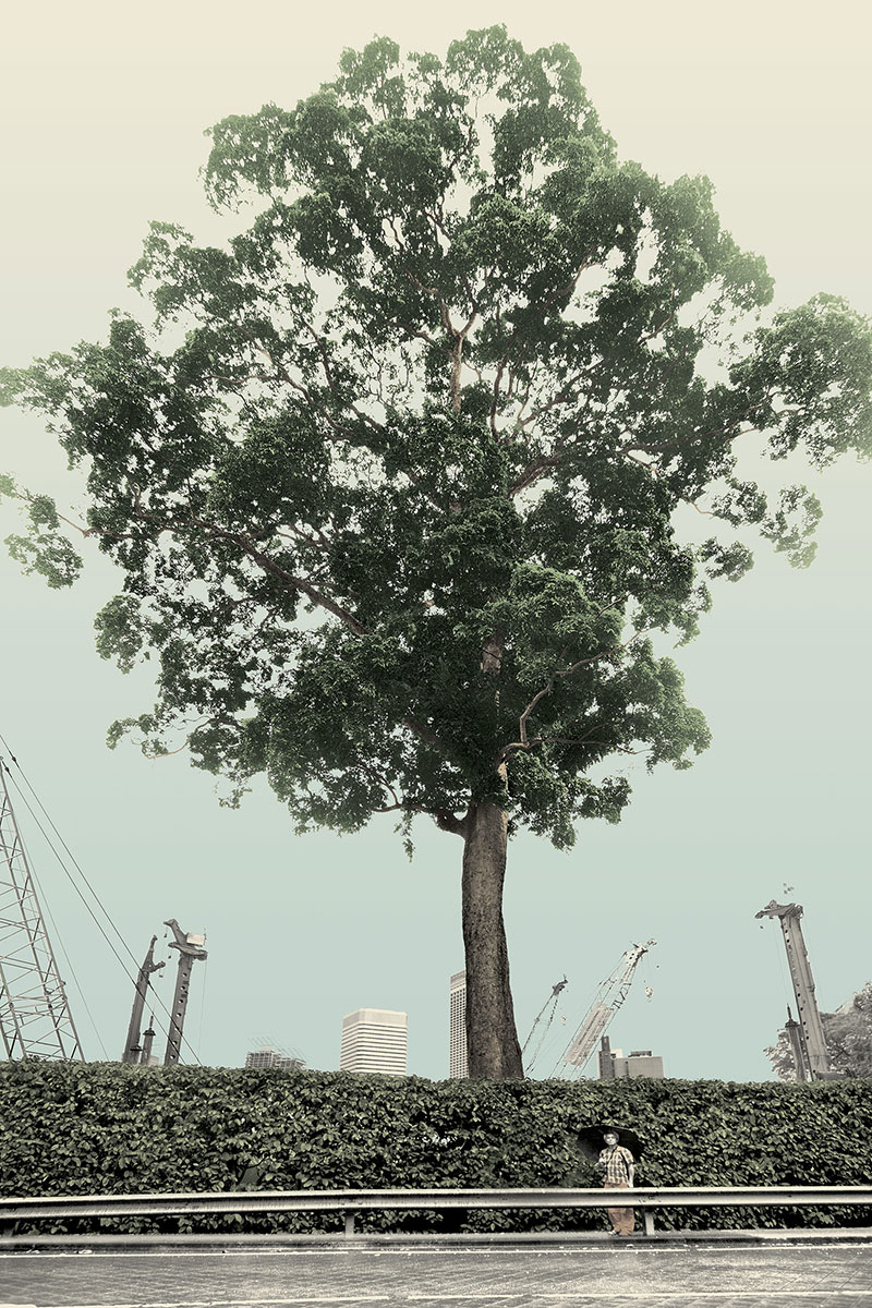 Singapore, Very Old Tree