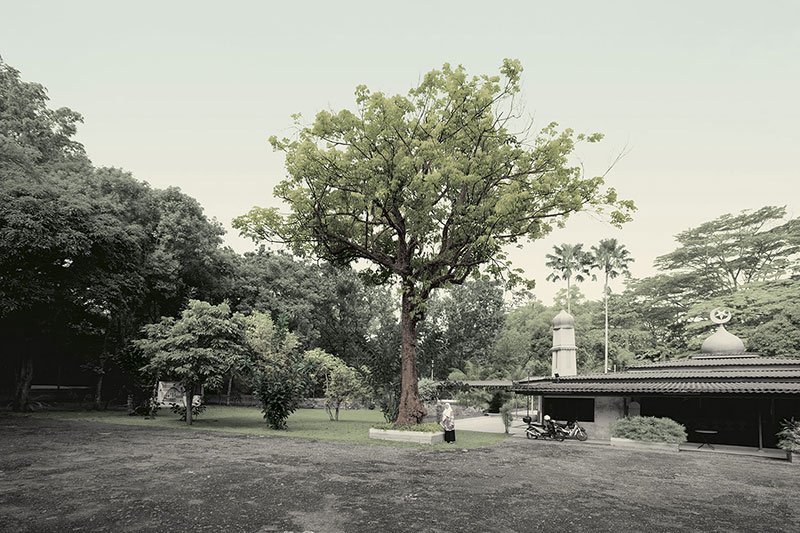 Singapore, Very Old Tree