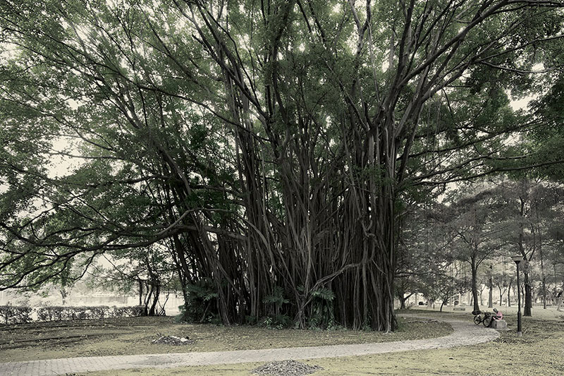 Singapore, Very Old Tree