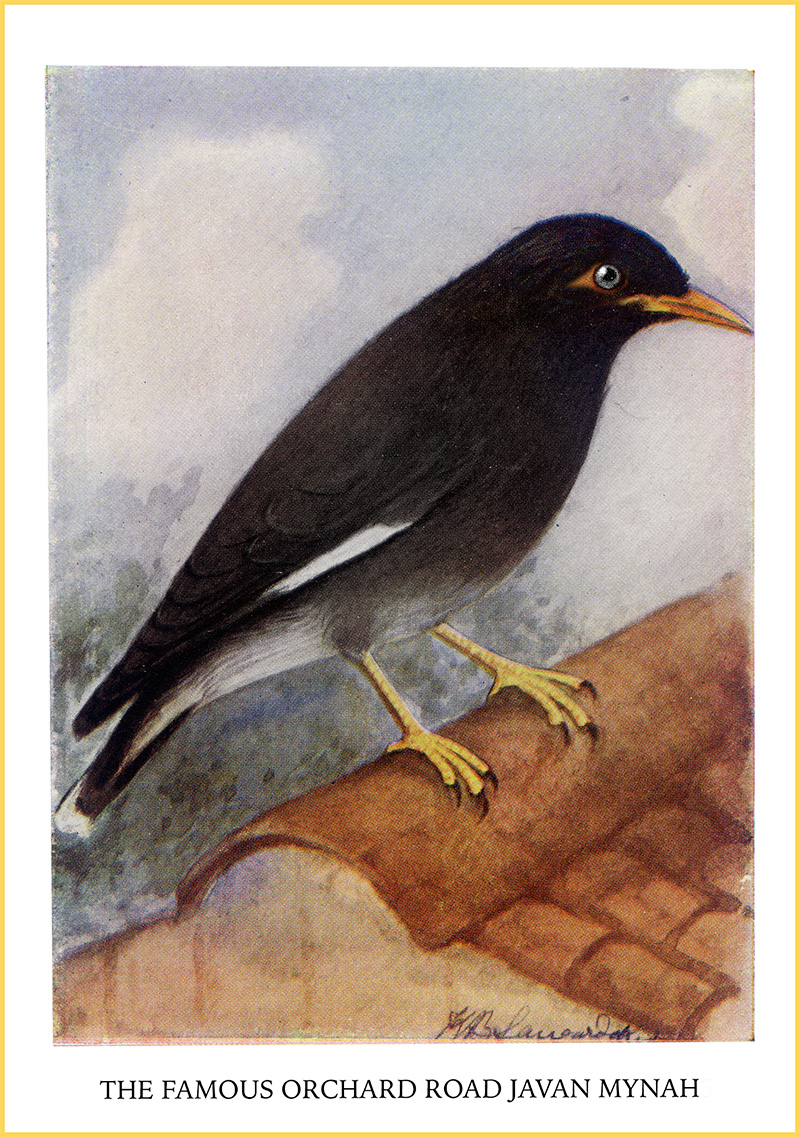 singapore javan mynah society