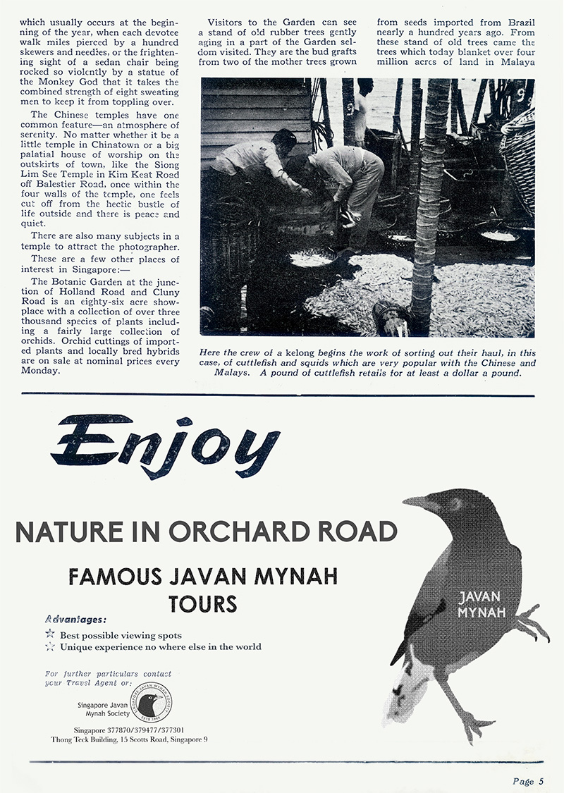 singapore javan mynah society