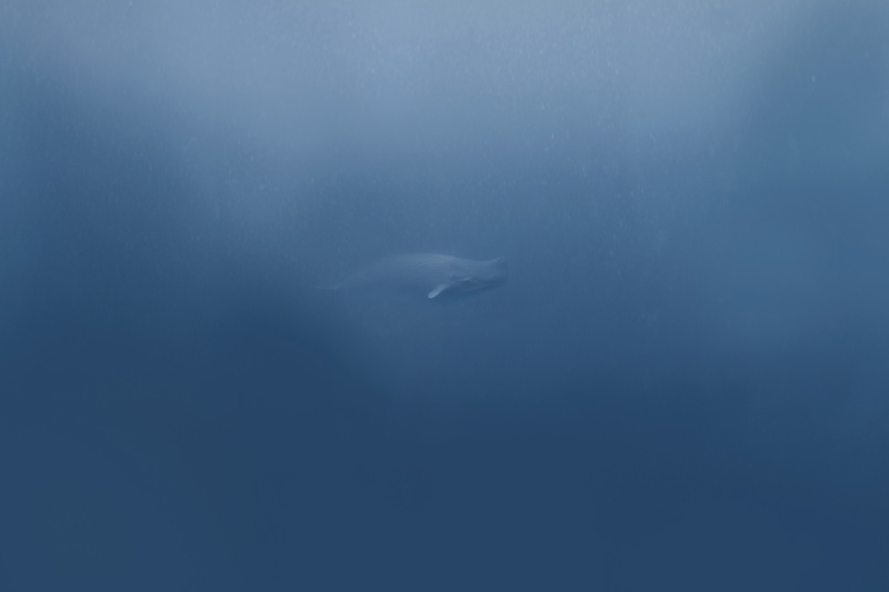 The white whale