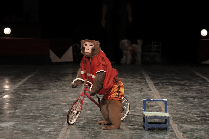 macaque, circus, cycle, renhui, institute of critical zoologists, expedition