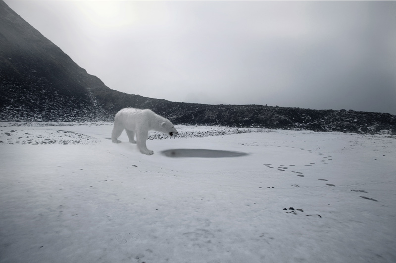 Glacier Study Group, Global Warming, Activists, Polar Bears, Ice Caps, Ice Floe, Arctic Circle, The North Pole, Expedition, Zhao Renhui, Institute of Critical Zoologists