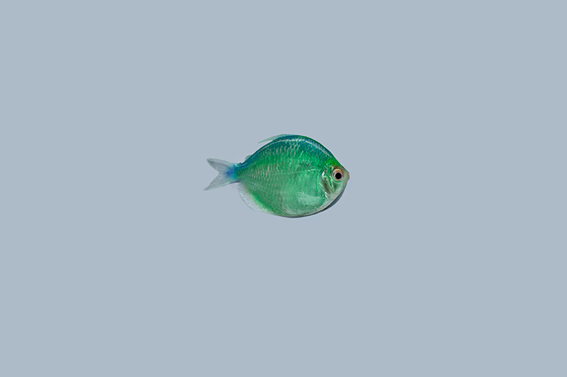 Painted Indian glassy fish, Mekong Deep Blue variant